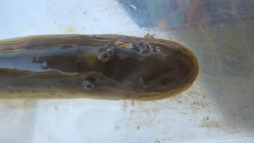 Ohio Lamprey
