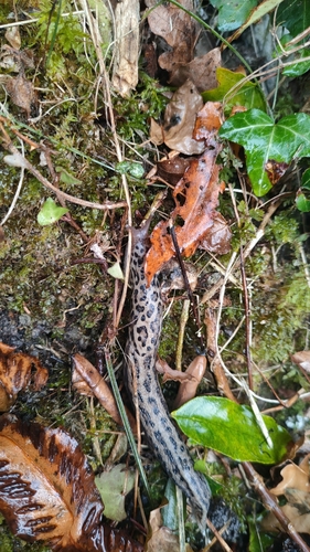 Limax maximus