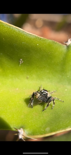 Gray Wall Jumping Spider