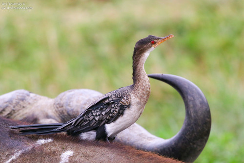 Reed Cormorant