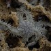 Hitchhiker Brittlestar - Photo (c) Samuel Prakash, all rights reserved, uploaded by Samuel Prakash