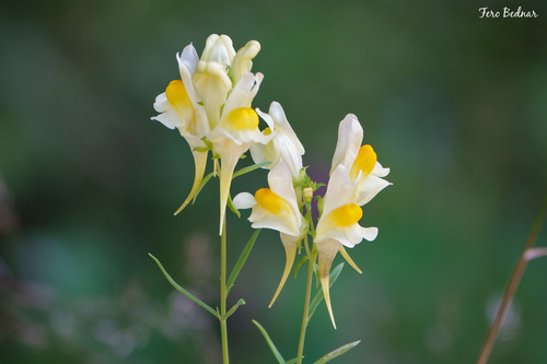 Linaria vulgaris