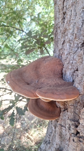 Ganoderma resinaceum
