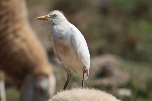 Western Cattle-Egret