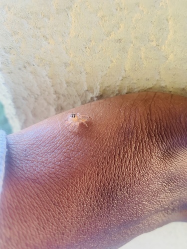 Thyene inflata