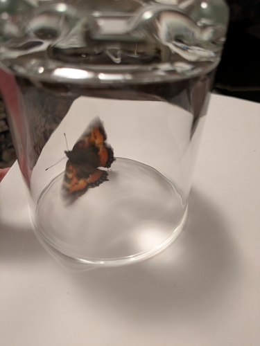Small Tortoiseshell