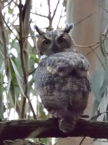 View observation of {o.common_name} on iNaturalist