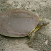 Guadalupe Spiny Softshell - Photo (c) Licia Eacott, all rights reserved, uploaded by Licia Eacott