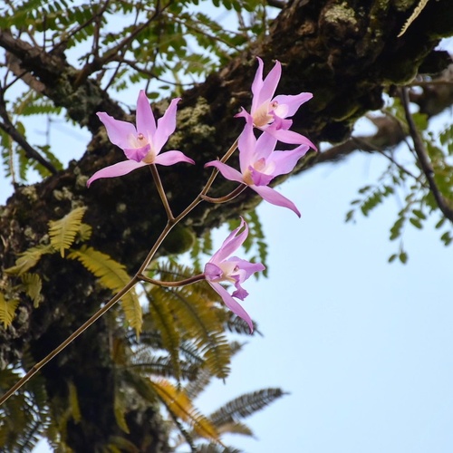 Flor de Muerto (Laelia autumnalis) · NaturaLista Colombia