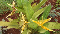 Image of Heliconia psittacorum