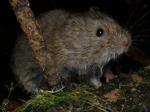 iNaturalist observation photo of California Vole