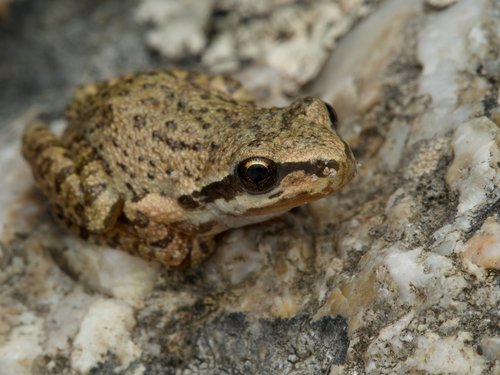 iNaturalist observation photo of Pacific chorus frog