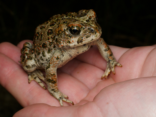 iNaturalist observation photo of Western Toad