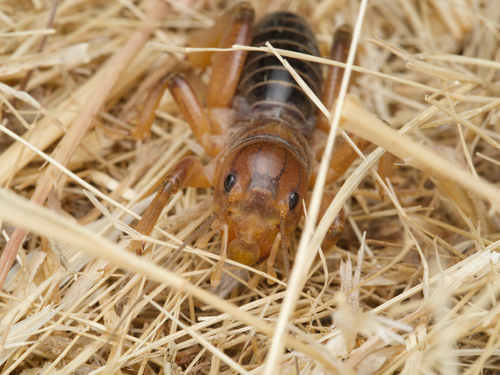 iNaturalist observation photo of North American Jerusalem Crickets