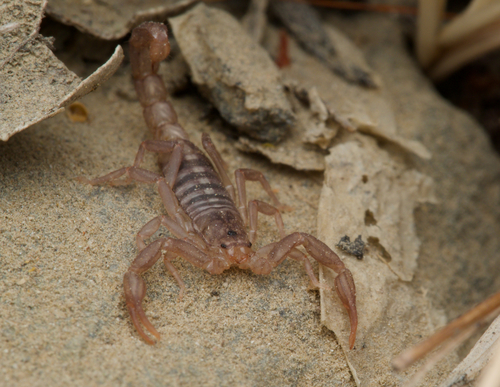 iNaturalist observation photo of Sawfinger Scorpion