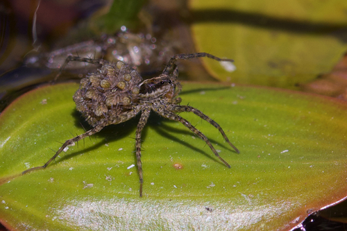 iNaturalist observation photo of Thin-legged Wolf Spiders