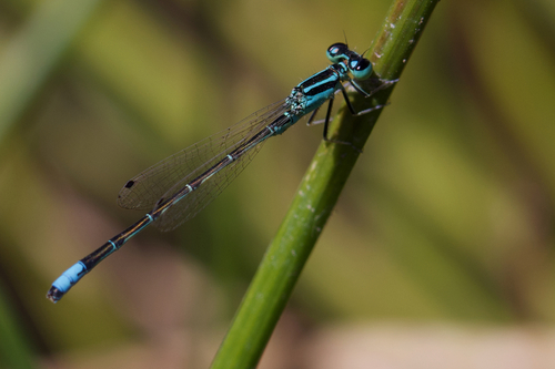 iNaturalist observation photo of Western Forktail