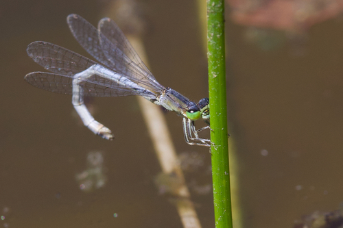 iNaturalist observation photo of Western Forktail