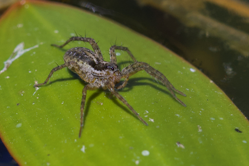 iNaturalist observation photo of Thin-legged Wolf Spiders