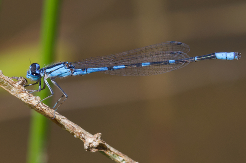 iNaturalist observation photo of Arroyo Bluet