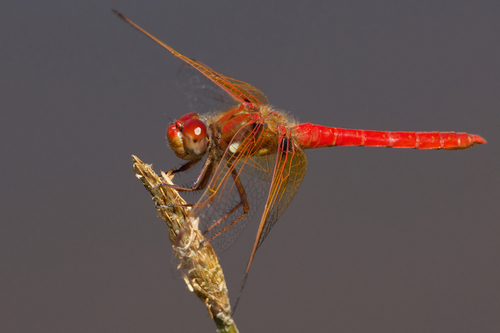 iNaturalist observation photo of Cardinal Meadowhawk