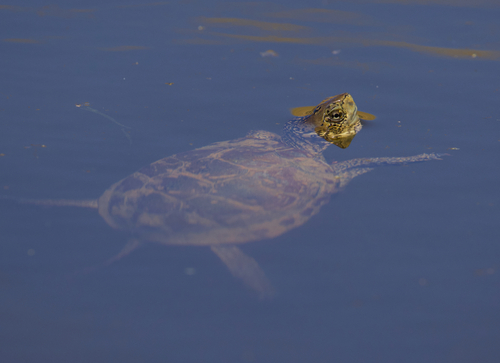 iNaturalist observation photo of Northwestern Pond Turtle