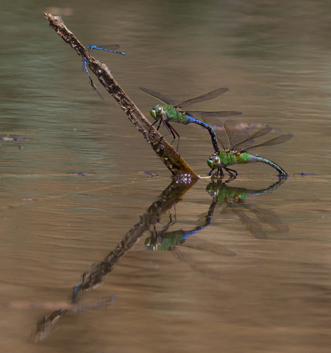 iNaturalist observation photo of Common Green Darner