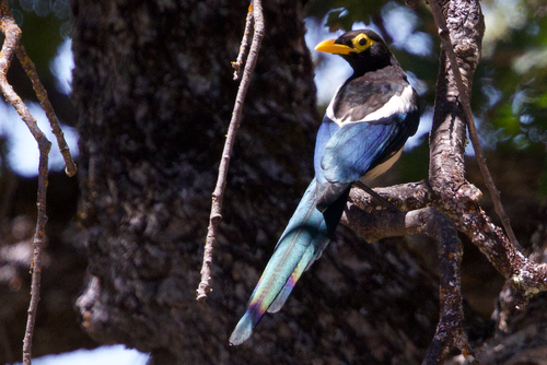 iNaturalist observation photo of Yellow-billed Magpie