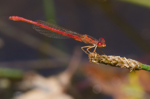 iNaturalist observation photo of Desert Firetail