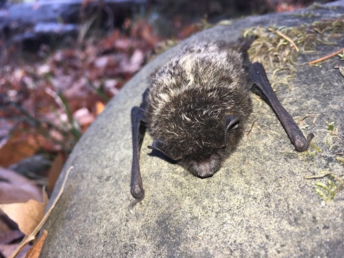iNaturalist observation photo of Silver-haired Bat