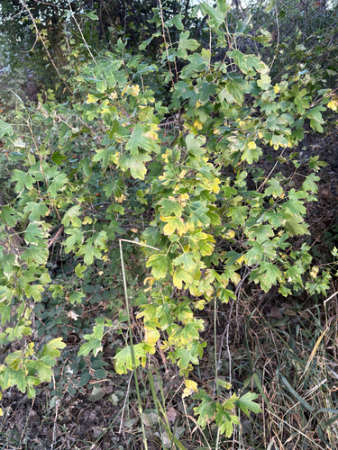 iNaturalist observation 2025-08-13