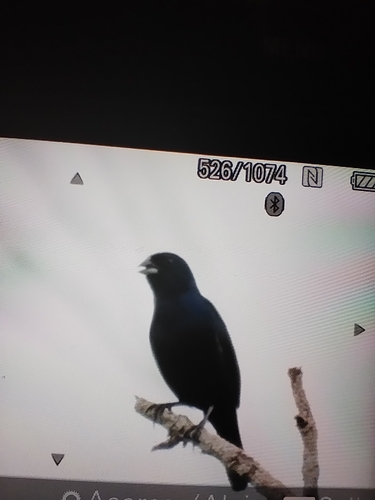 Blue-black Grassquit (Volatinia jacarina)