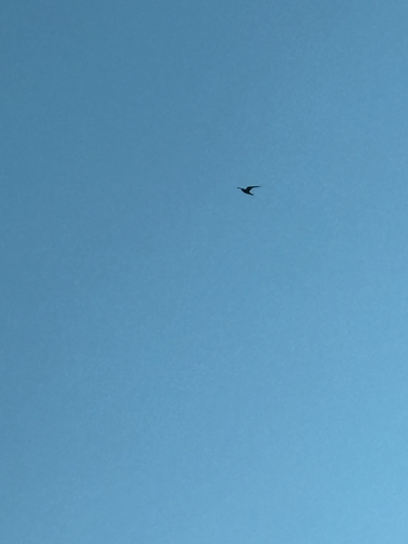 iNaturalist observation 2025-08-13