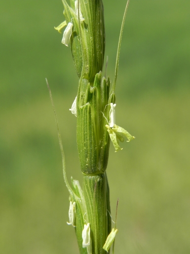 Aegilops cylindrica Host