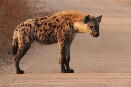 Spotted Hyena