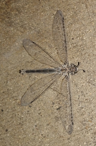 Paranthaclisis hageni