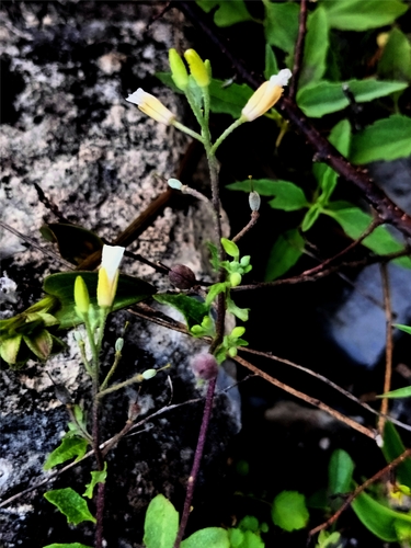Physaria berlandieri