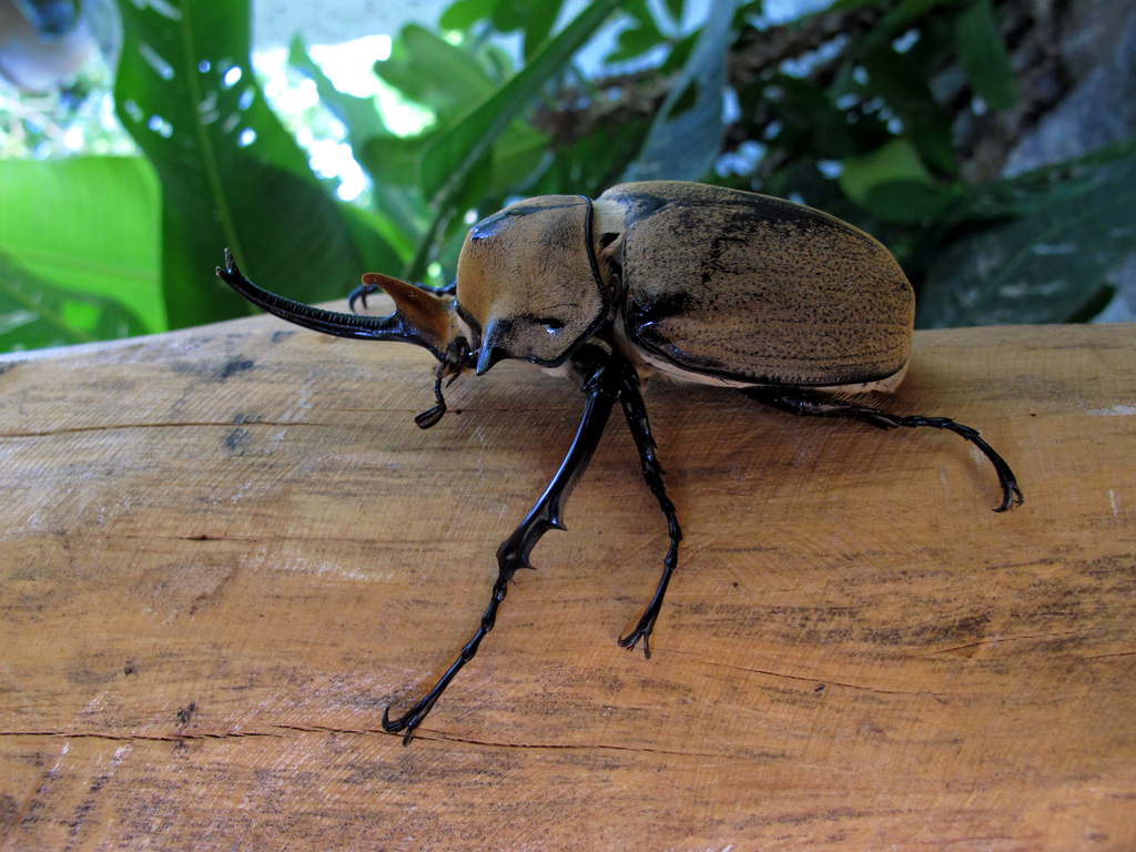 標本 Mexico Megasoma e occidentalis 97mm Occidental Elephant Beetle (Megasoma occidentalis) · iNaturalist