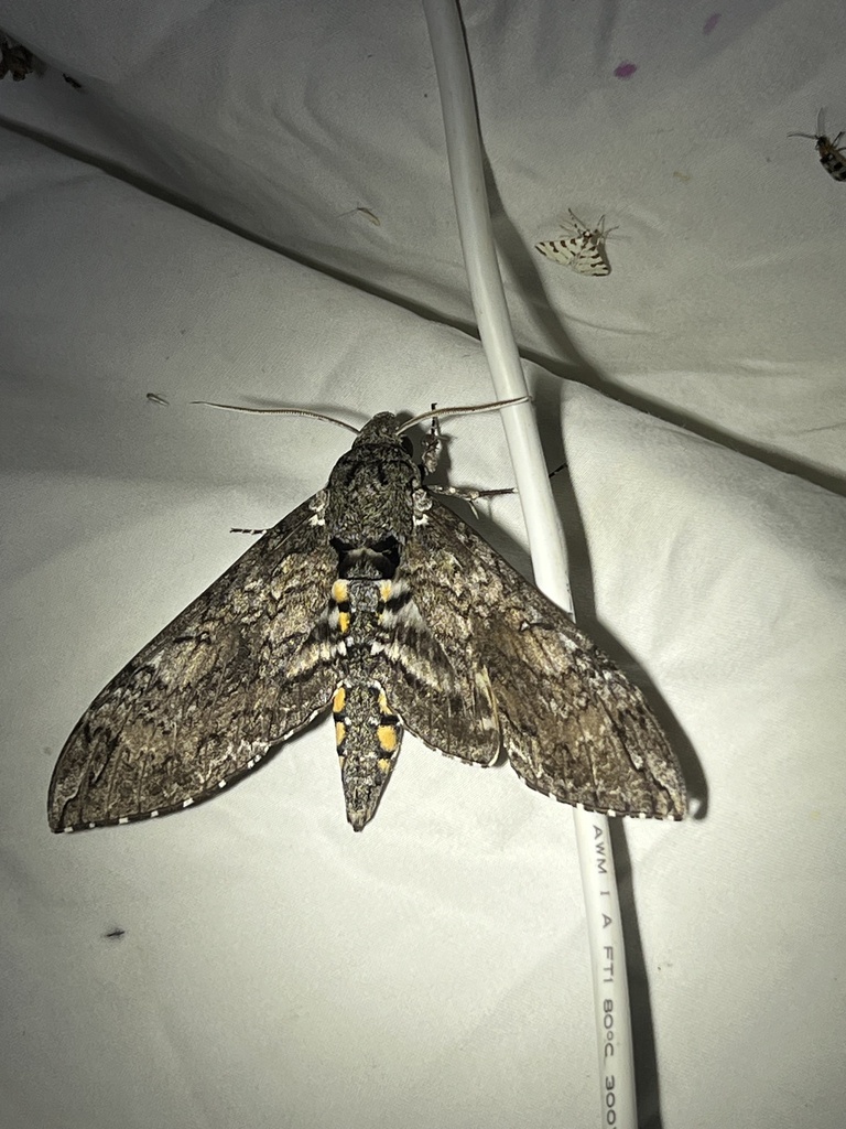 Carolina Sphinx from SH-118, Fort Davis, TX, US on August 13, 2025 at ...