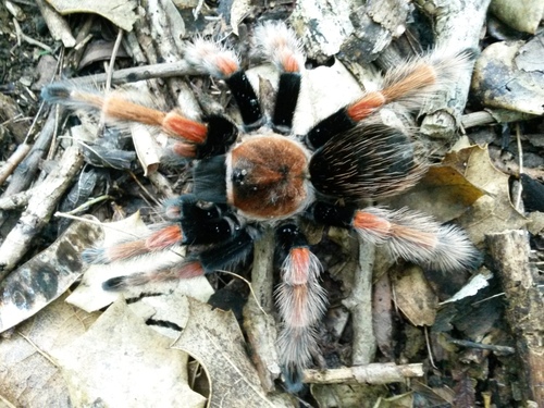 Mexican Fireleg Tarantula