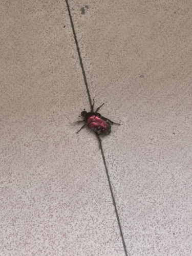 Oriental Flower Beetle