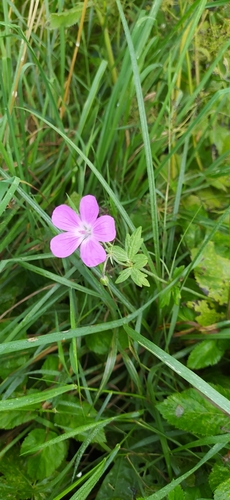 Marsh Crane's-bill