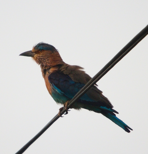 Indian Roller