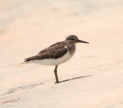 Common Sandpiper