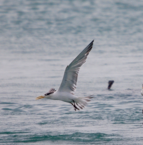 Great Crested Tern