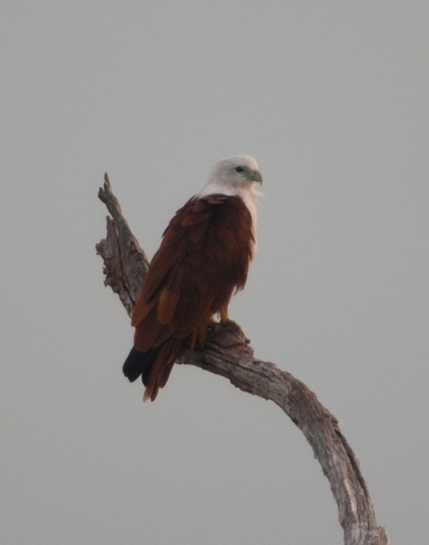 Brahminy Kite (Indian)