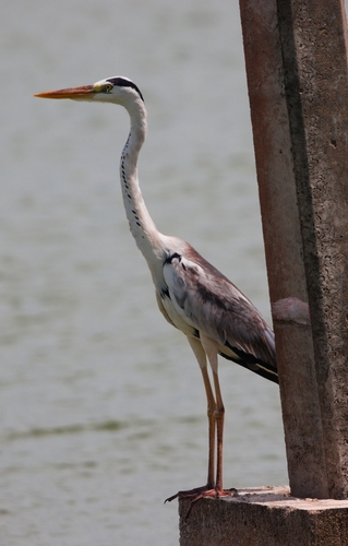 Grey Heron
