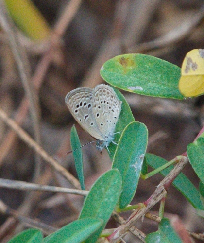 Dark Grass Blue
