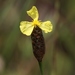Coastalplain Yellow-eyed Grass - Photo (c) Bart Jones, all rights reserved