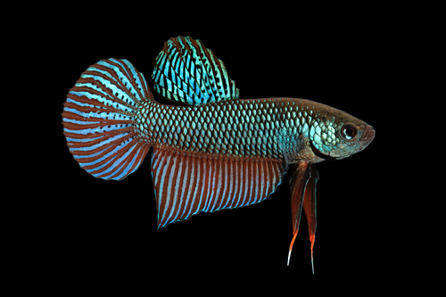 Emerald Betta